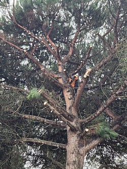 Abattage d'arbre et élagage technique sécurisé sur toute l'Île d'Oléron. Entmayer intervient en toute sécurité, même dans les situations complexes et en milieux confinés. Services d'arboriste et d'élagueur professionnel disponibles pour l'abattage d'arbres dangereux ou l'élagage de mise en sécurité. Nous couvrons Saint-Georges-d'Oléron, Saint-Pierre-d'Oléron, Le Château-d'Oléron, Saint-Trojan-les-Bains, La Brée-les-Bains, Dolus-d'Oléron et Le Grand-Village-Plage. Confiez l'abattage de vos arbres à un expert local (17190). Devis abattage Oléron