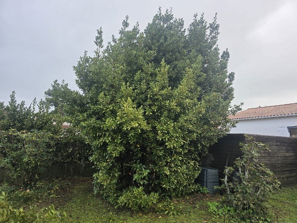 Rabattage de laurier-sauce