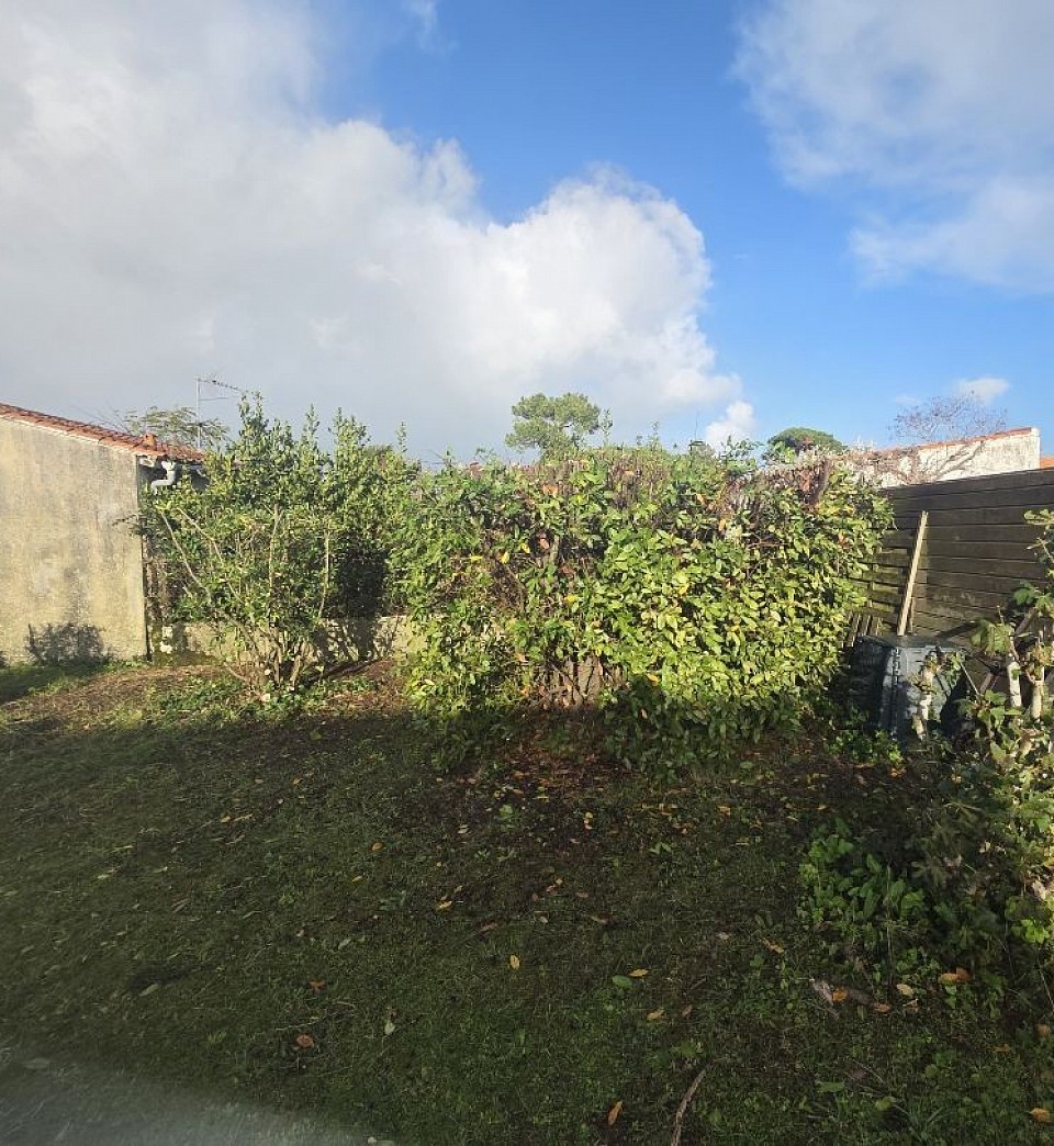 Rabattage de laurier-sauce aprés